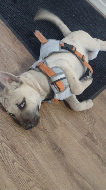 Folki rescue photo 2