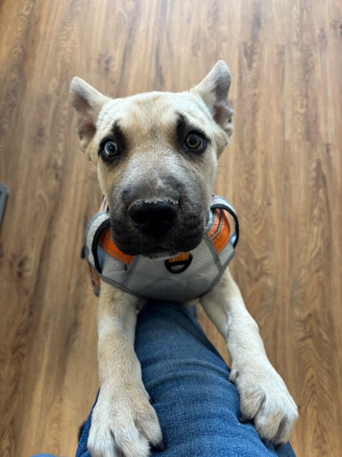 Folki rescue photo 3