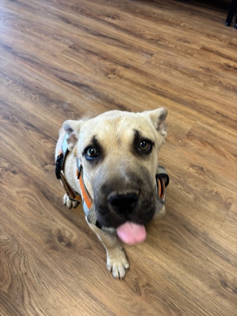 Folki rescue photo 4
