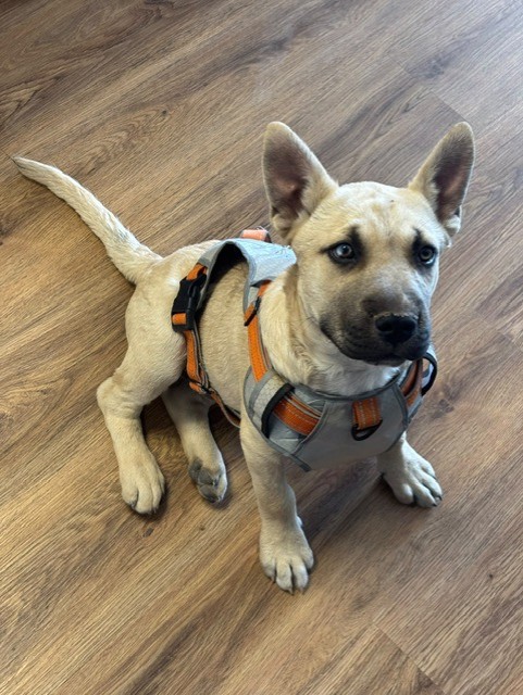 Folki rescue photo 5